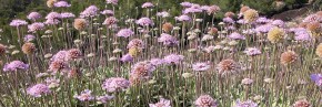 Plantes vivaces - Scabiosa - Lomelosia - Scabieuse