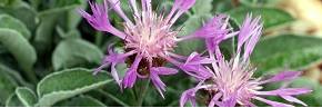 Plantes vivaces - Centaurea - Centaurée