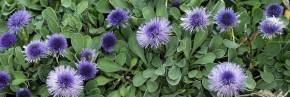 Plantes vivaces - Globularia - Globulaire