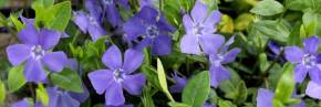 Plantes vivaces - Vinca - Pervenche