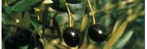 Arbustes - Olivier - Olea europaea