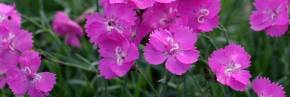 Plantes vivaces - Dianthus