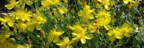 Plantes vivaces - Hypericum
