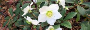 Plantes vivaces - Helleborus