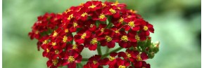 Plantes vivaces - Achillea - Achillée