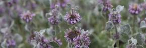 Plantes vivaces - Marrubium - Marrube