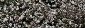 Arbustes - Viburnum - Viorne