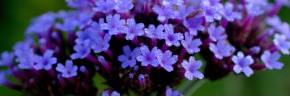 Plantes vivaces - Verbena - Verveine