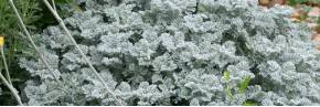 Plantes vivaces - Tanacetum - Tanaisie