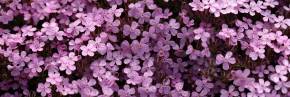 Plantes vivaces - Saponaria - Saponaire