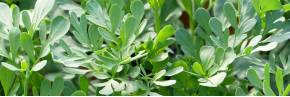 Plantes vivaces - Ruta - Rue des jardins