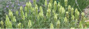 Plantes vivaces - Sideritis - Crapaudine
