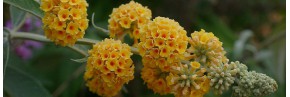 Arbustes - Buddleja - Arbre aux papillons