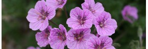 Plantes vivaces - Erodium - Becs-de-grue