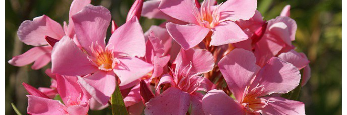 Lauriers Roses Nerium En Vente Arbuste Persistant De