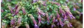 Plantes vivaces - Origanum - Origan