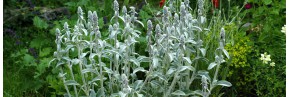 Plantes vivaces - Stachys - Epiaire