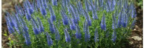 Plantes vivaces - Veronica - Véronique