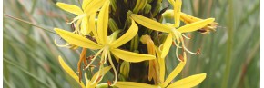 Plantes vivaces - Asphodeline - Asphodelus - Asphodèle