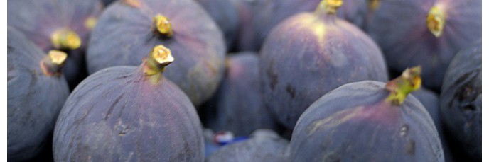 Fruitiers | Figuier - Arbousier - Grenadier Fruitiers | Figuier - Arbousier - Grenadier