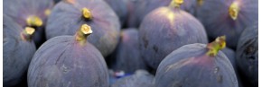 Arbustes - Figuier - Ficus carica