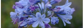 Plantes vivaces - Agapanthus - Agapanthe