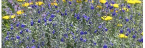 Sauges arbustives du type grahamii - Sauges arbustives bleues & violettes