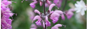 Sauges herbacées - Salvia pratensis, Sauge des prés