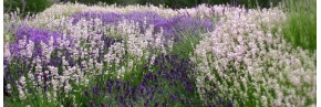 Lavandes - Lavandula angustifolia - Lavande vraie