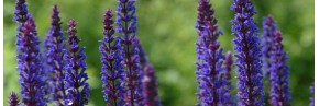 Sauges herbacées - Salvia sylvestris, Sauge des bois