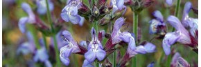 Sauges & Cuisine - Salvia lavandulifolia - Sauge à feuille de lavande