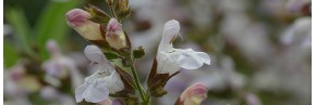 Sauges & Cuisine - Salvia officinalis - Sauge officinale