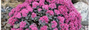 Plantes vivaces - Sedum - Orpins