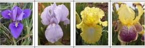 Iris - Collections d'Iris