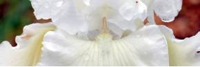 Grands Iris par couleur - Blanc