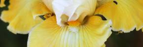 Grands Iris par couleur - Jaune