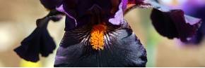 Grands Iris par couleur - Noir