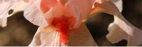 Grands Iris par couleur - Rose