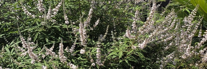 Vitex à fleur rose en fleur