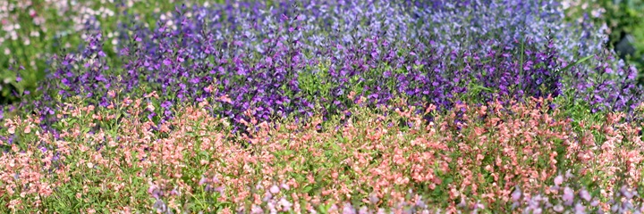 massif de sauges en fleurs