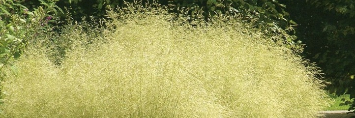 Pied de Deschampsia en fleur