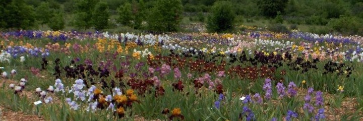Champs d'iris en fleur