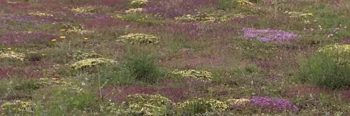 pelouse sèches avec des vivaces de terrain sec