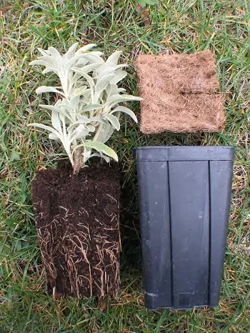 pot de phlomis 