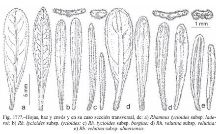 Dessins de feuilles des sous espèces de Rhamnus lycioides