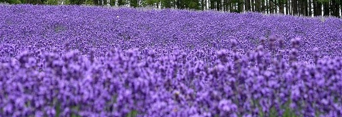 Champs de lavandes en fleur