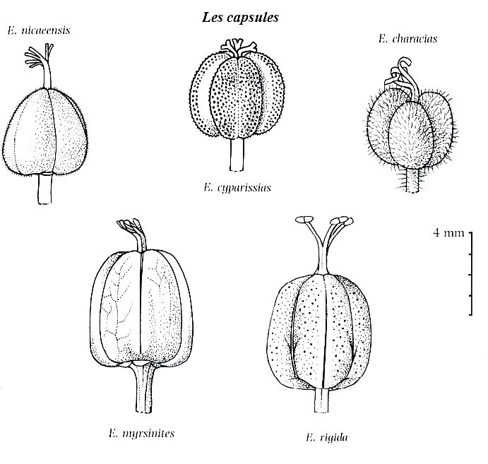 espèces des Euphorbes