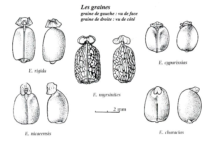 espèces des Euphorbes