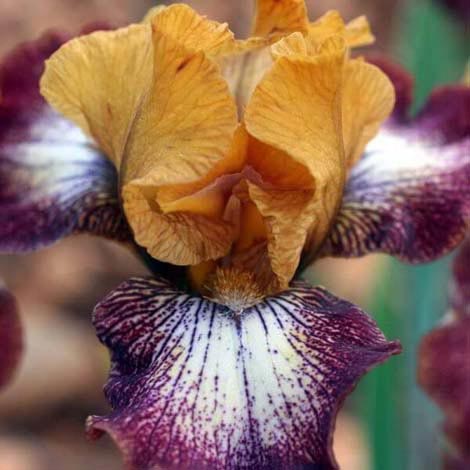 IRIS Les 300 iris que nous proposons sont cultivés dans nos champs